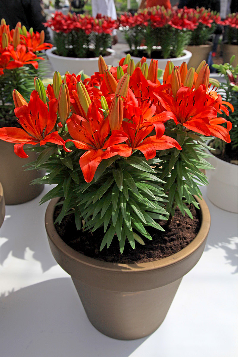 flower shops flower delivery